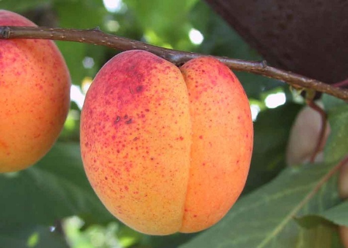 Prunus Armeniaca Bergeron / Bergeron Kajszibarack
